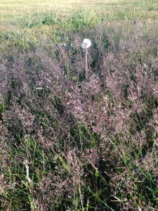 15jun29_4579 brickfield dandelion fluffy grass