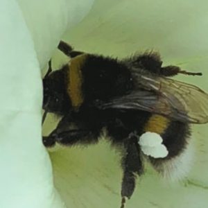 white tailed bumble bee