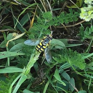 little black and yellow hoverfly